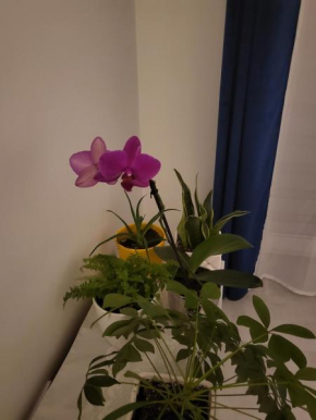 Apartament port oksywie, Gdynia